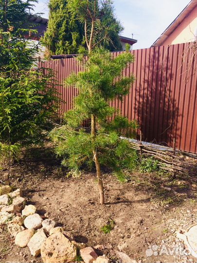 Бонсай сосна до 2,8 м