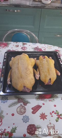 Утка домашняя мясо