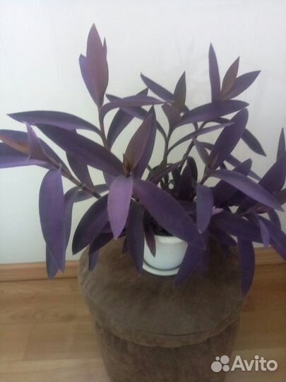 Цветущая традесканция