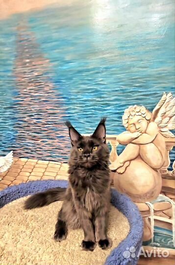 Мейн-кун девочка