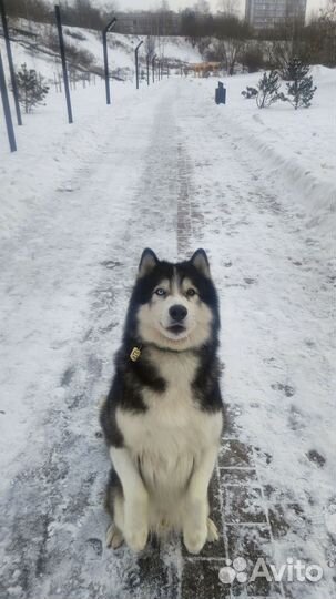 Кобель хаски для вязки
