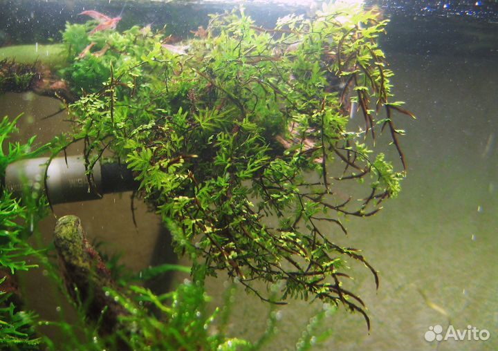 Оттелия, Буцефаландра, папоротники. 