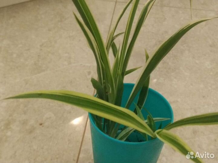 Детки растений толстянка, каланхоэ, хлорофитум