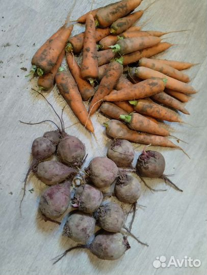 Свёкла и морковь