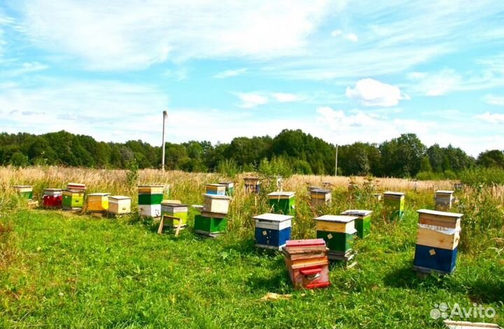 Мёд натуральный из Алтая оптом