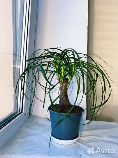 Бутылочное дерево нолина Бокарнея