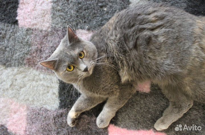 Подарите Доче шанс на счастливую жизнь :)