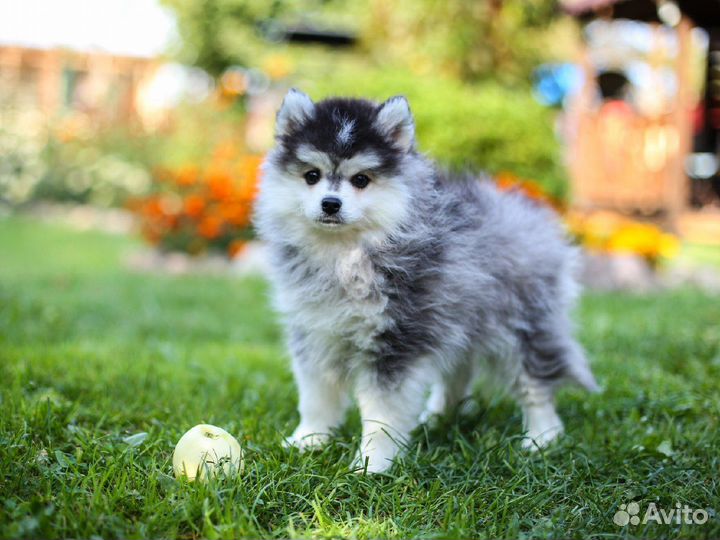 Помски мини хаски