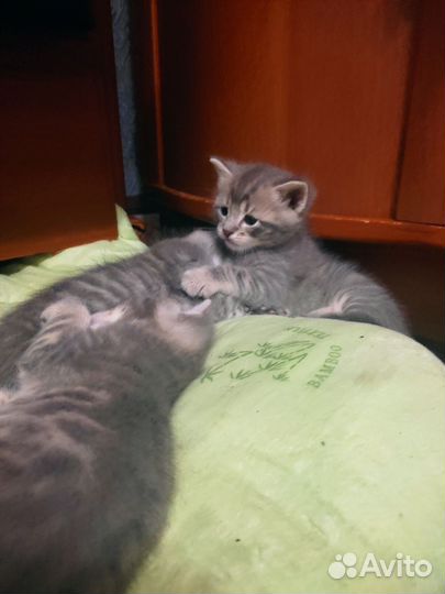 Кошка в дар