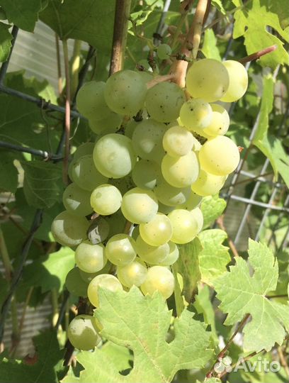 Черенки винограда (чубуки)