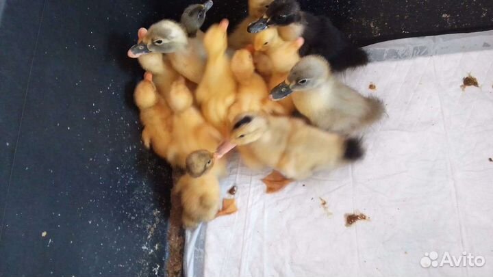 Утята (бройлерной утки)