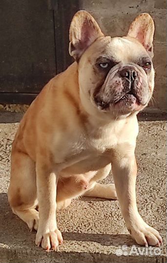 Голубой солид флаффи на вязку