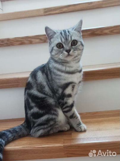 Шотландская прямоухая кошка