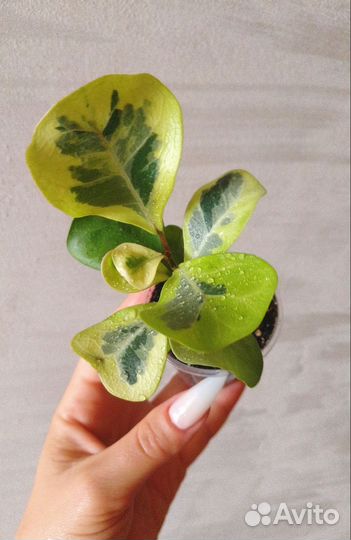 Сортовые фикусы