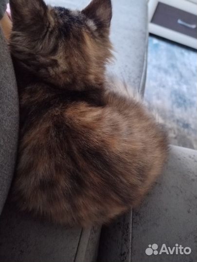 Котёнок девочка 3 месяца