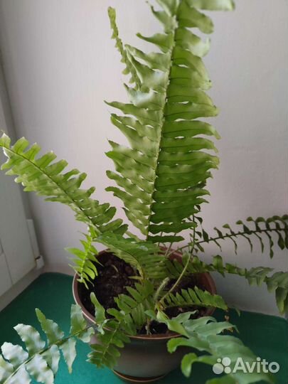 Папоротник