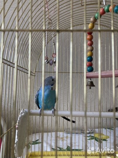 Попугай с клеткой, кормом и витаминами