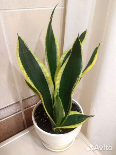 Сансевиерия Блек Голд