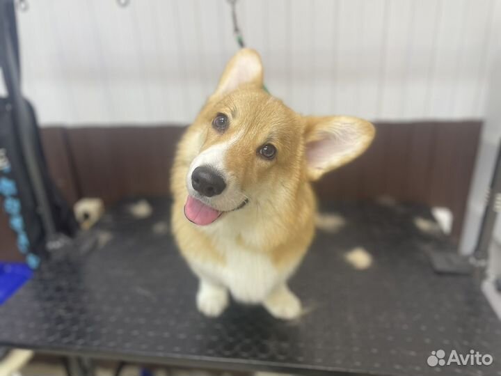 Грумер. Стрижка, вычес, мытье собак/кошек