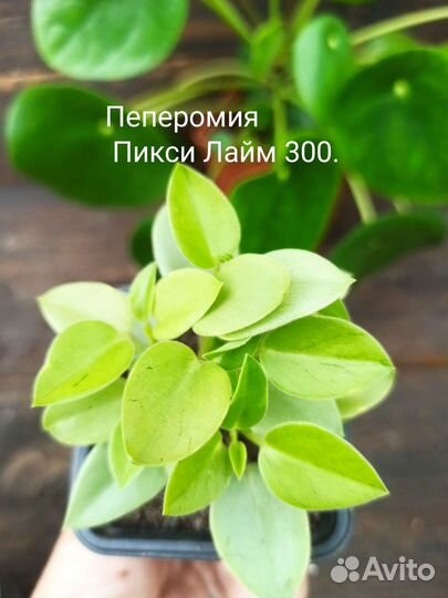 Комнатные растения. Пеперомия, пеллиония, пелея