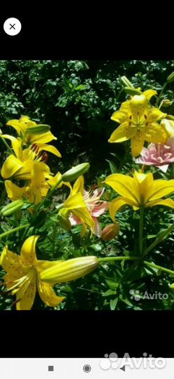 Лилии луковицы,жёлтые