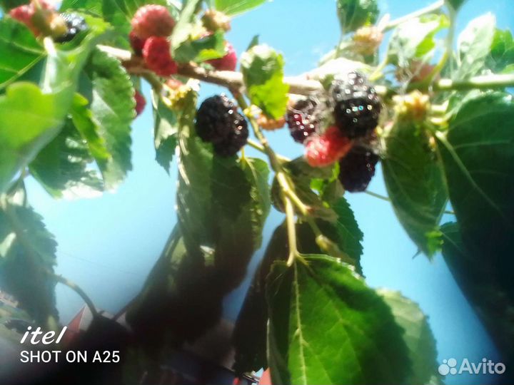 Саженцы шелковицы чёрной