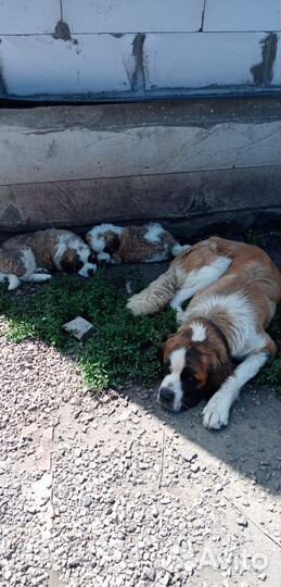 Московская сторожевая