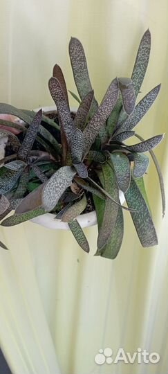 Комнатные цветы