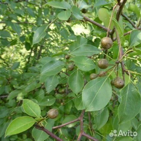 Груша Каллери Шантеклер 8/10 Pyrus calleryana Chan