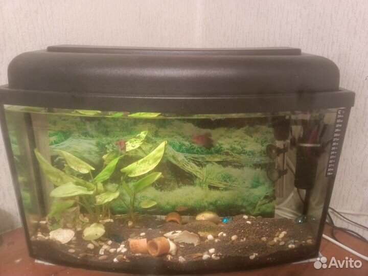 Аквариум
