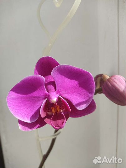 Орхидея Фаленопсис