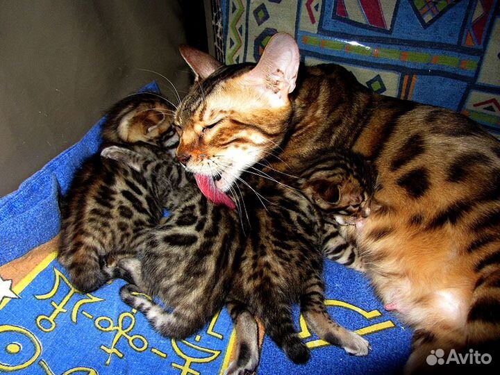 Бенгальский кот вязка