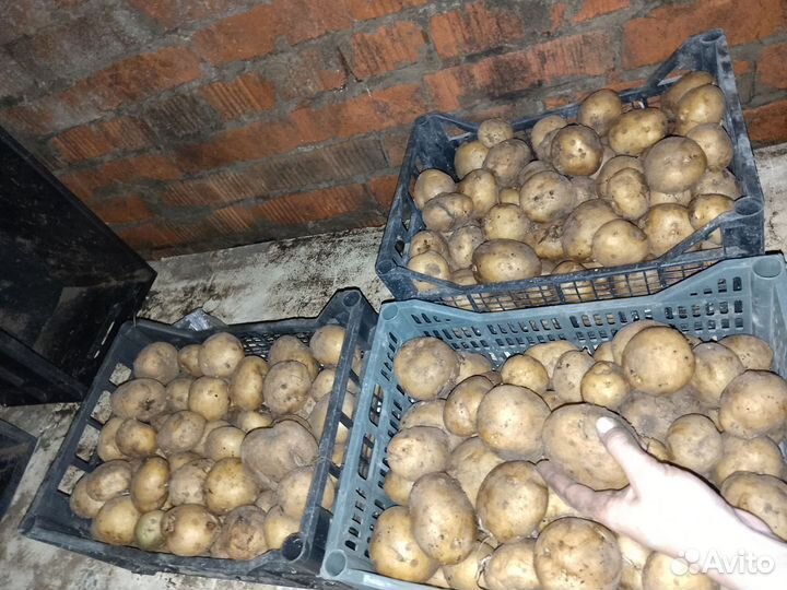 Картофель с ямы