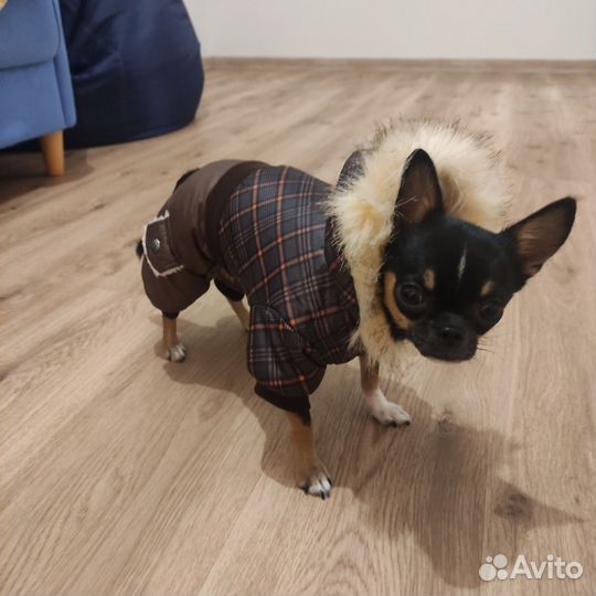 Одежда для маленьких собак