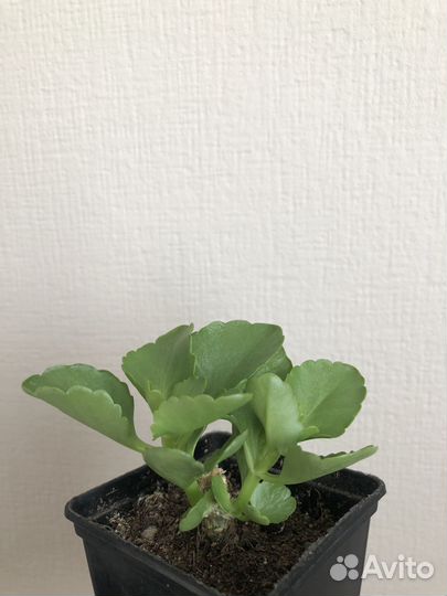 Каланхоэ цветущий