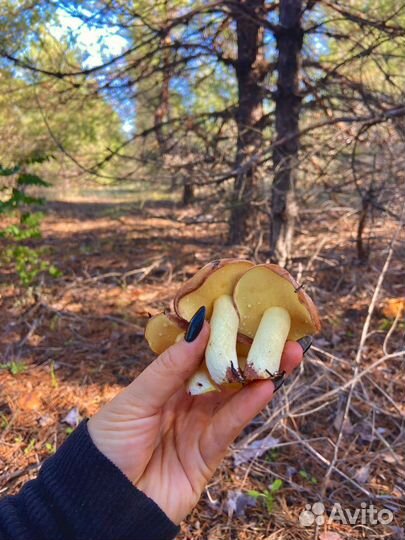 Свежие маслята грибы сбор