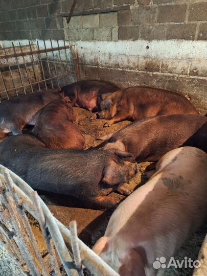 Свиньи откорм