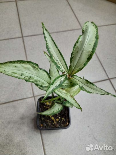 Сингониум Ангустатум