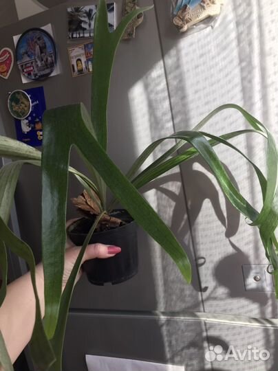 Папоротник платицериум