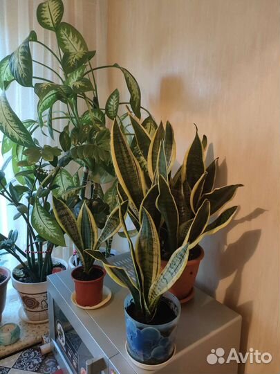 Сансевьера