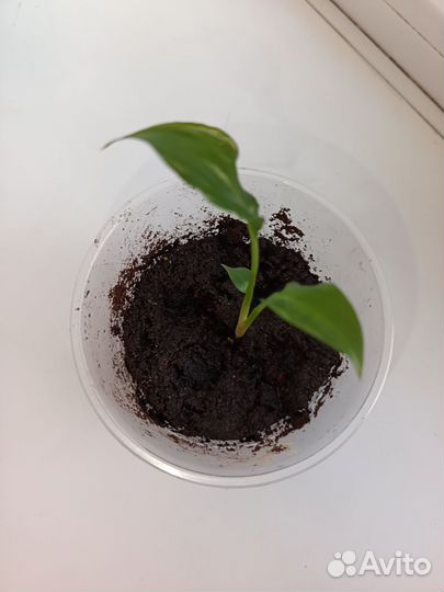 Продам цветок спатифиллум (женское счастье)