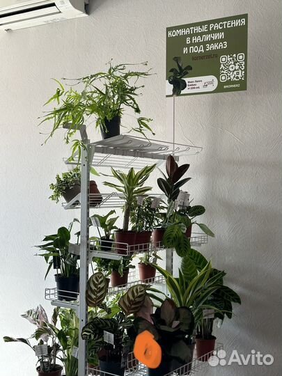 Стрелиция николая