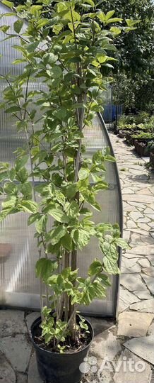 Жасмин (чубушник)