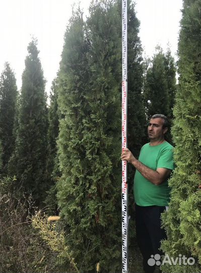 Туя 1,5м