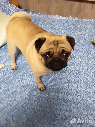 Миниатюрные собаки