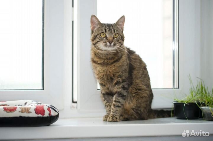 Кот Васенька