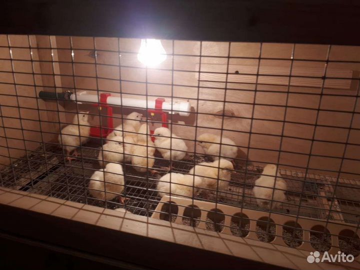 Брудер для цыплят