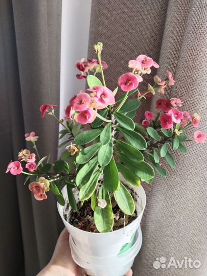 Комнатные цветы