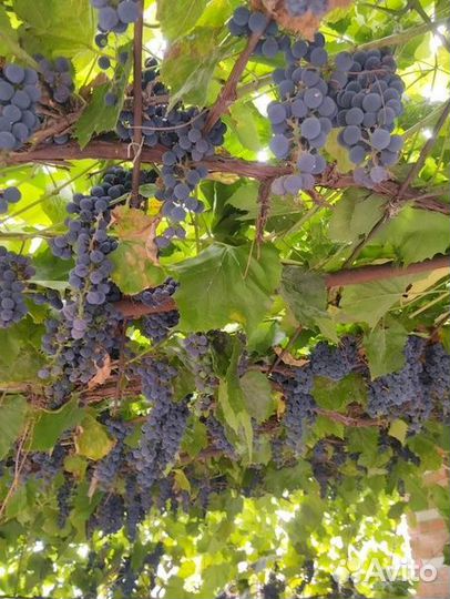 Виноград Изабелла ягоды