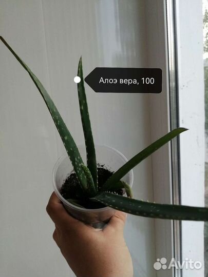 Комнатные цветы